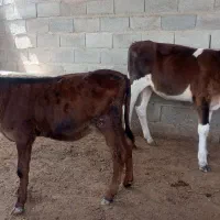 گوساله ماده