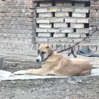 واگذاری ماده توله سگ نگهبان|سگ|تهران, فردوسی|دیوار