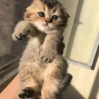 گربه اسکاتیش بریتیش گلد|گربه|ارومیه, |دیوار