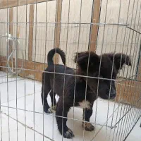 سگ اشپیز شیتزو سه ماهه|سگ|بندرعباس, |دیوار