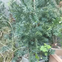 گل و گیاه طبیعی،  نهال سرخدار اروپایی Taxus.sp