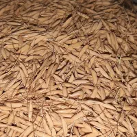 تخم جو هاشمی سرد