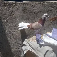 کبوتر قرمز نر