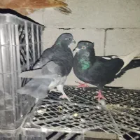 اشعل|پرنده|شوشتر, |دیوار