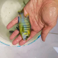 ماهی سیچلاید و ماکرو و اوراتوس مولد|ماهی|شیراز, کوشک میدان|دیوار