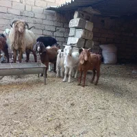 یک قوچ و چهار تا بز