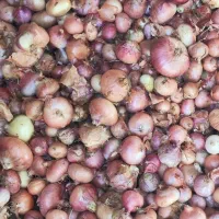 پیاز  خوراکی|خوردنی و آشامیدنی|بلبان آباد, |دیوار