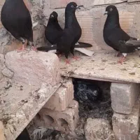 کبوتر|پرنده|زابل, |دیوار