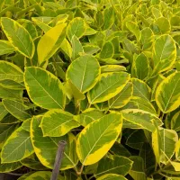 گل و گیاه|گل و گیاه طبیعی|اصفهان, قلعه طبره|دیوار