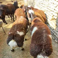 بره قوچ پلنگی