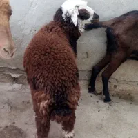 بره ماده|حیوانات مزرعه|هندیجان, |دیوار