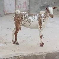 دام واردات|حیوانات مزرعه|اهواز, امانیه|دیوار