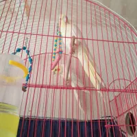 عروس هلندی|پرنده|نقده, |دیوار