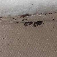سمپاشی ساس /سوسک کل تهران شپش و گال و...