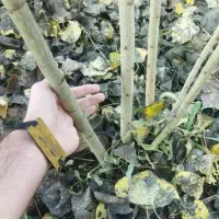 فروش نهال صنوبر تبریزی یکساله ۱۵ هزار|خدمات باغبانی و درختکاری|سیسخت, |دیوار