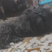 یک سگ  تریر نر بازیگوش و باهوش|سگ|اندیشه, اندیشه فاز ۵|دیوار