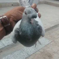 کبوتر|پرنده|مرودشت, رامجرد یک|دیوار