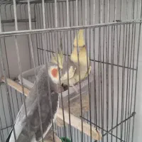 عروس هلندی با جوجه