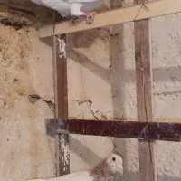 ۴تا نر عطیقه