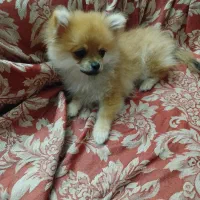 پامر خرسی سایز ریز