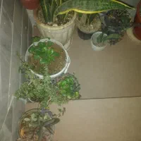 گل های زینتی آپارتمانی|گل و گیاه طبیعی|دلیجان, |دیوار