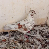 کفتر