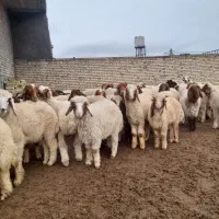 بره نر برای فروش