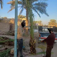 عرضه کننده نخل خرما بچه کنتار خرید|خدمات باغبانی و درختکاری|اهواز, پردیس|دیوار