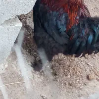 خروس سلطانی