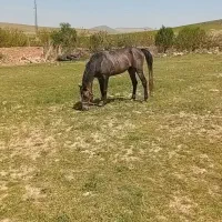 اسب|اسب و تجهیزات اسب‌سواری|سلطانیه, |دیوار