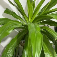 گل سوسن چتری (سوسن عنکبوتی)|گل و گیاه طبیعی|هشتگرد, هیو|دیوار