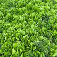 نهال کاهو|خدمات باغبانی و درختکاری|نکا, |دیوار