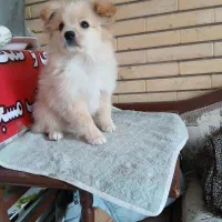 توله پاپی خانگی|سگ|حبیب آباد, |دیوار