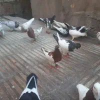 کبوتر یهودی