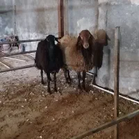 قوچ همو هارو درجه یک