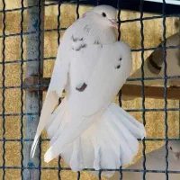 فروش تعدادی کبوتر ساعتی مخصوص نسل کشی