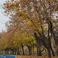 درخت باک الومینیوم