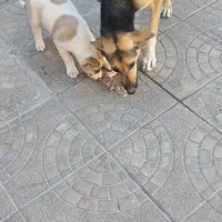 سگ ژرمن ماده ویه توله نر|سگ|کاشمر, |دیوار