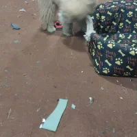 سک خیلی خب|سگ|چهاردانگه (تهران), |دیوار