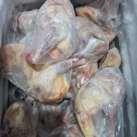 مرغ محلی اصل و دورگه|حیوانات مزرعه|کهریزک, |دیوار