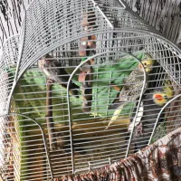 چهار عدد عروس هلندی