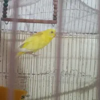 مرغ عشق و طوطی برزیلی