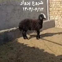 رشد سریع بره پرواری و مقاوم شدن سلامت دام|حیوانات مزرعه|اصفهان, باتون|دیوار