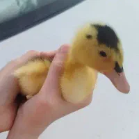 جوجه اردک یک ماهه