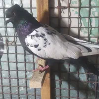 کفتر بهبهونی|پرنده|شیراز, گویم|دیوار