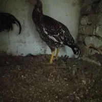 چهار ماکیان با ی جوجه خروس