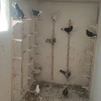 کبوتر بیرونی|پرنده|شیراز, شهرک سعدی|دیوار