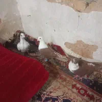 کلاغ سرخ کروباتی سرخ سوسکی بزک|پرنده|مشهد, شهید قربانی|دیوار