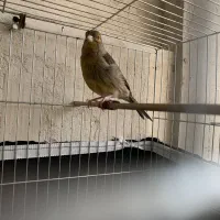 یک جفت قناری