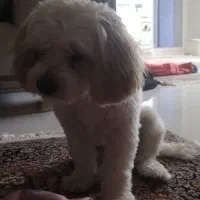 سگ 8 ماه شیتزو